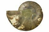 Cut & Polished Ammonite Fossil (Half) - Madagascar #270323-1